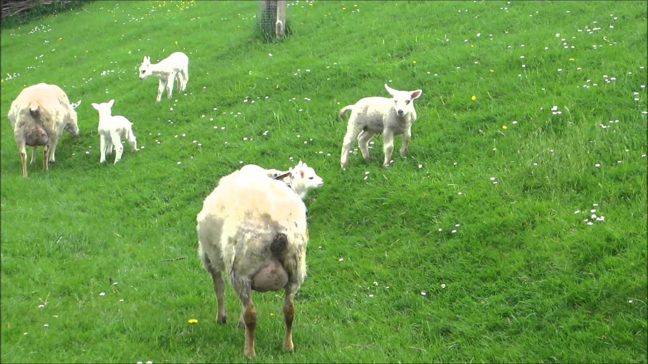 Schapen met lammetjes in de wei... Zonnemaire