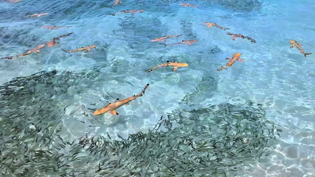 Swimming with Reef Sharks at Vilamendhoo Island Resort