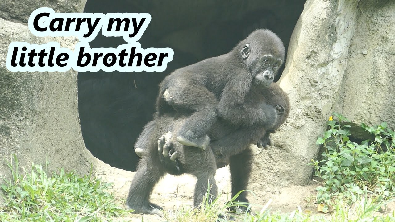 Little gorilla Ringo wanted big brother to carry him. 😍 / 小金剛猩猩Ringo想要哥哥背背