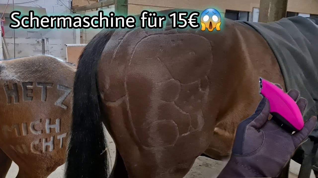 Schermuster Battle mit Anna🎉💥 FMA🐴