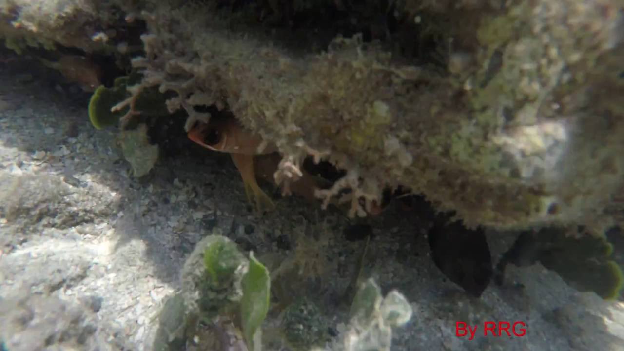 Snorkeling Seven Seas Fajardo Puerto Rico