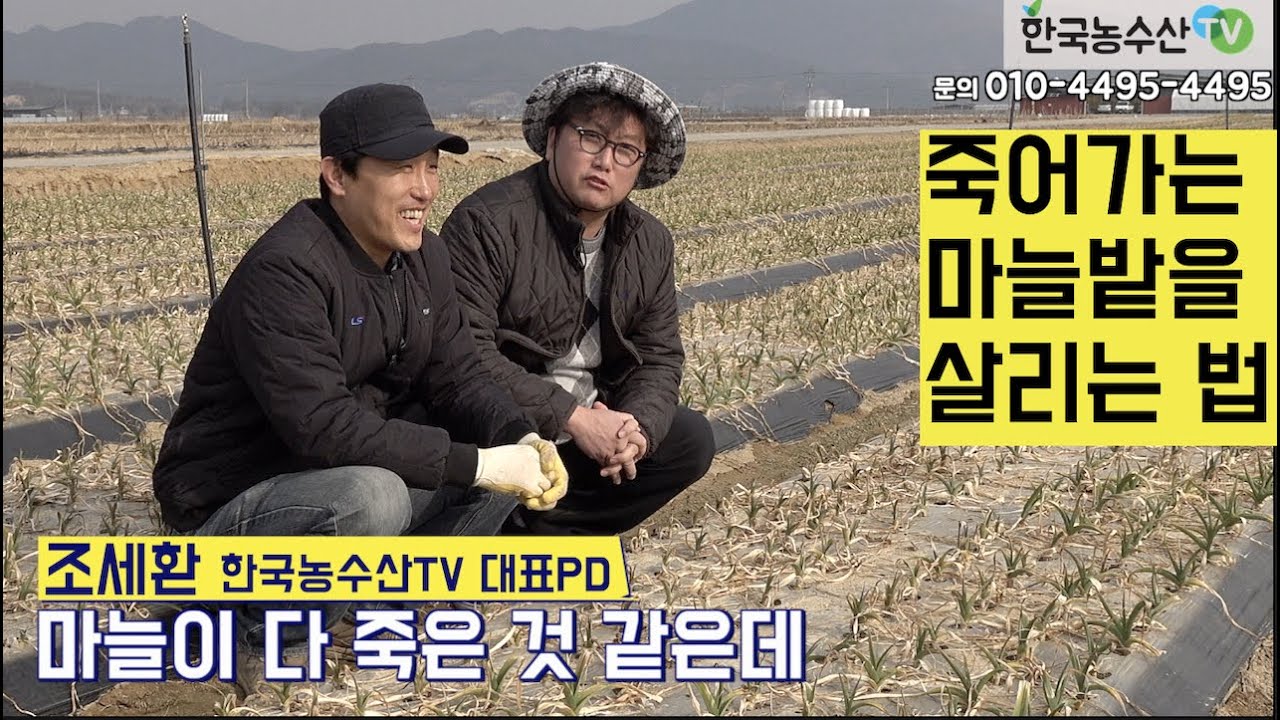 [한국농수산TV] 부직포 안 덮어 죽어가는 마늘을 살리는 슈퍼농부 농사비법!!
