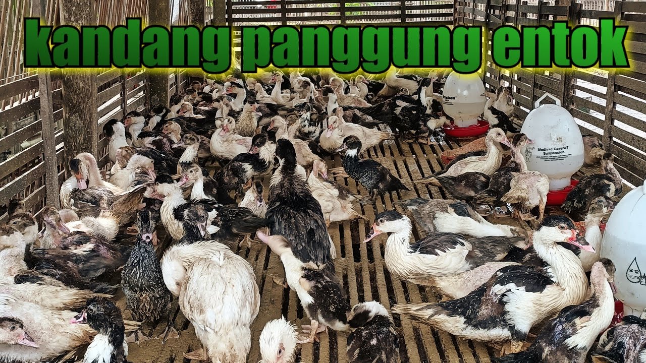 kandang bebek panggung