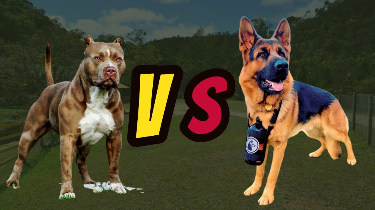 DIFERENÇA ENTRE O PITBULL  E O PASTOR  ALEMÃO  -   PASTOR ALEMÃO VS PITBULL TERRIER