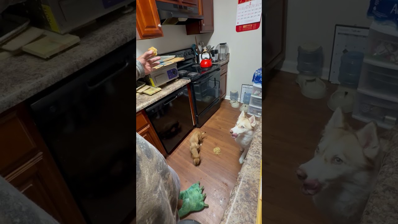 Im in Trouble. The Paws Packs is to Blame
