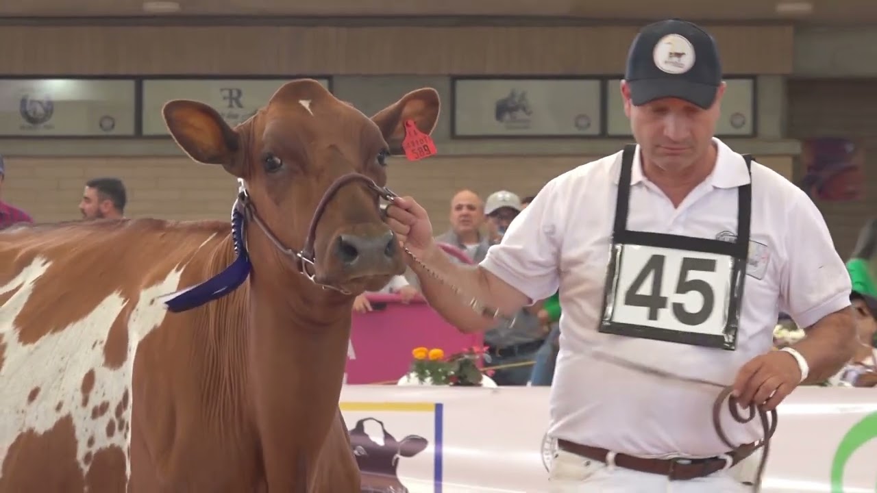 Expolechera 2022: Holstein, Jersey y Ayrshire, BLOQUE 3 PROGRAMA SEPTIEMBRE 24 DE 2022