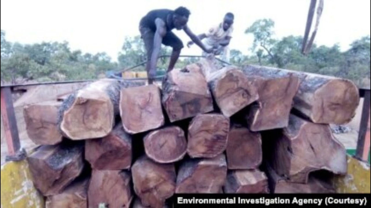 Enquête de Youssouph Bodian sur le trafic de bois entre le Mali et le Sénégal.
