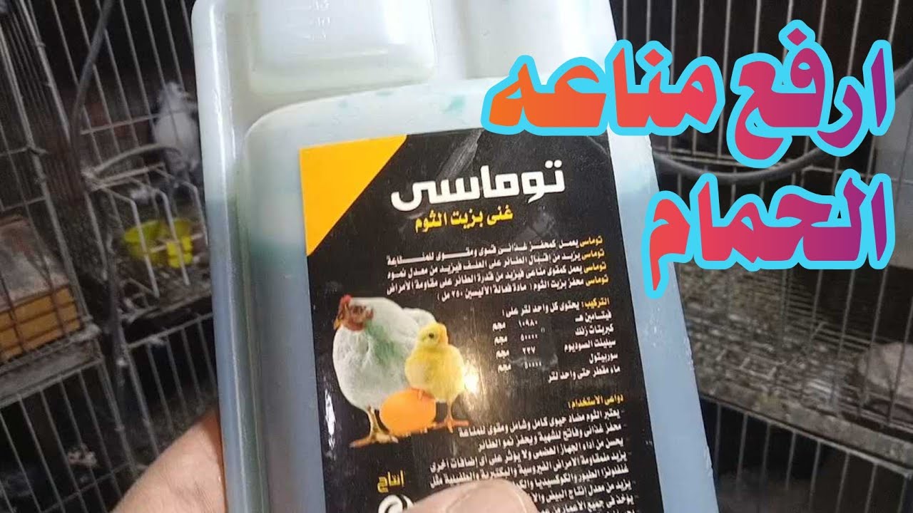 ارفع مناعه الحمام في بدايه الشتاء بارخص طريقه