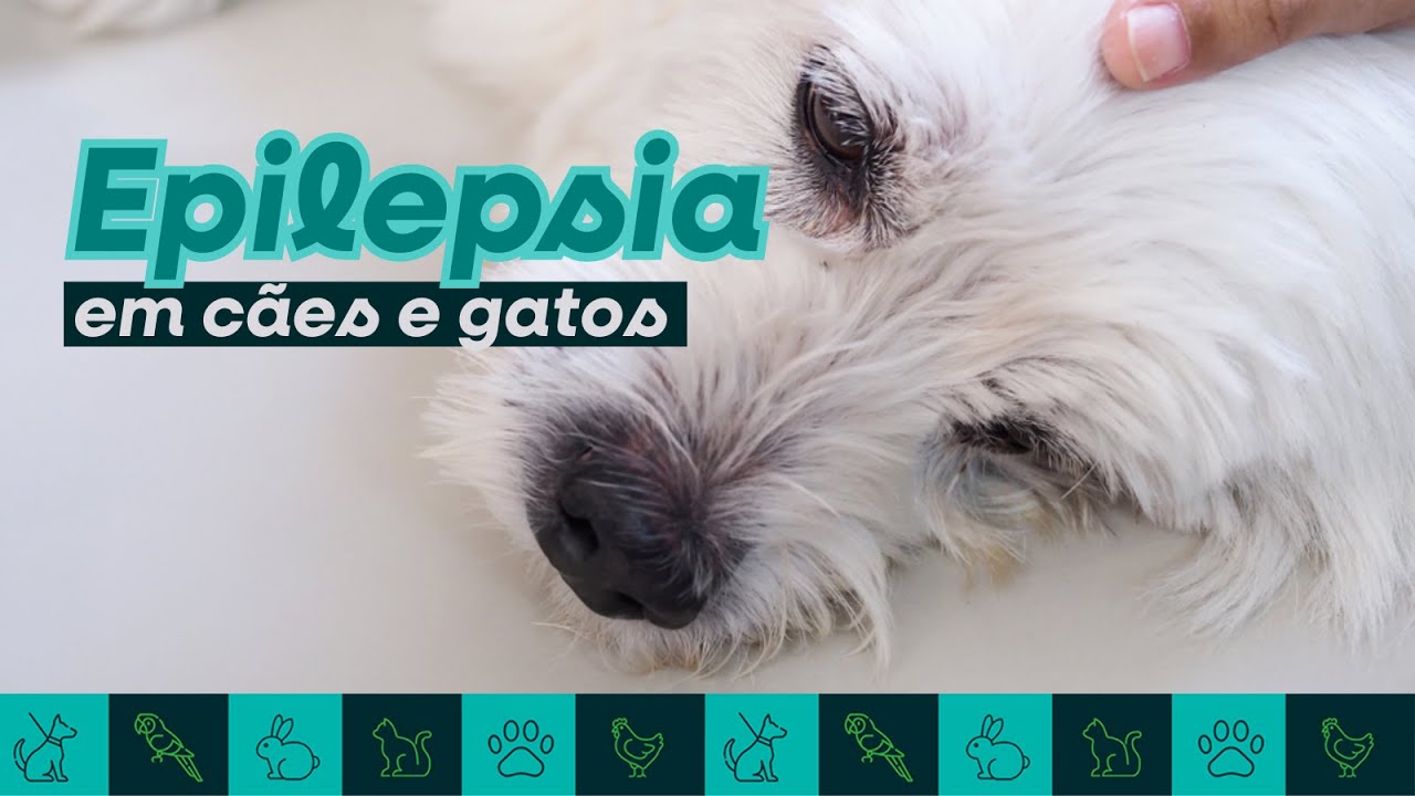 Epilepsia em cães e gatos: como identificar e tratar?