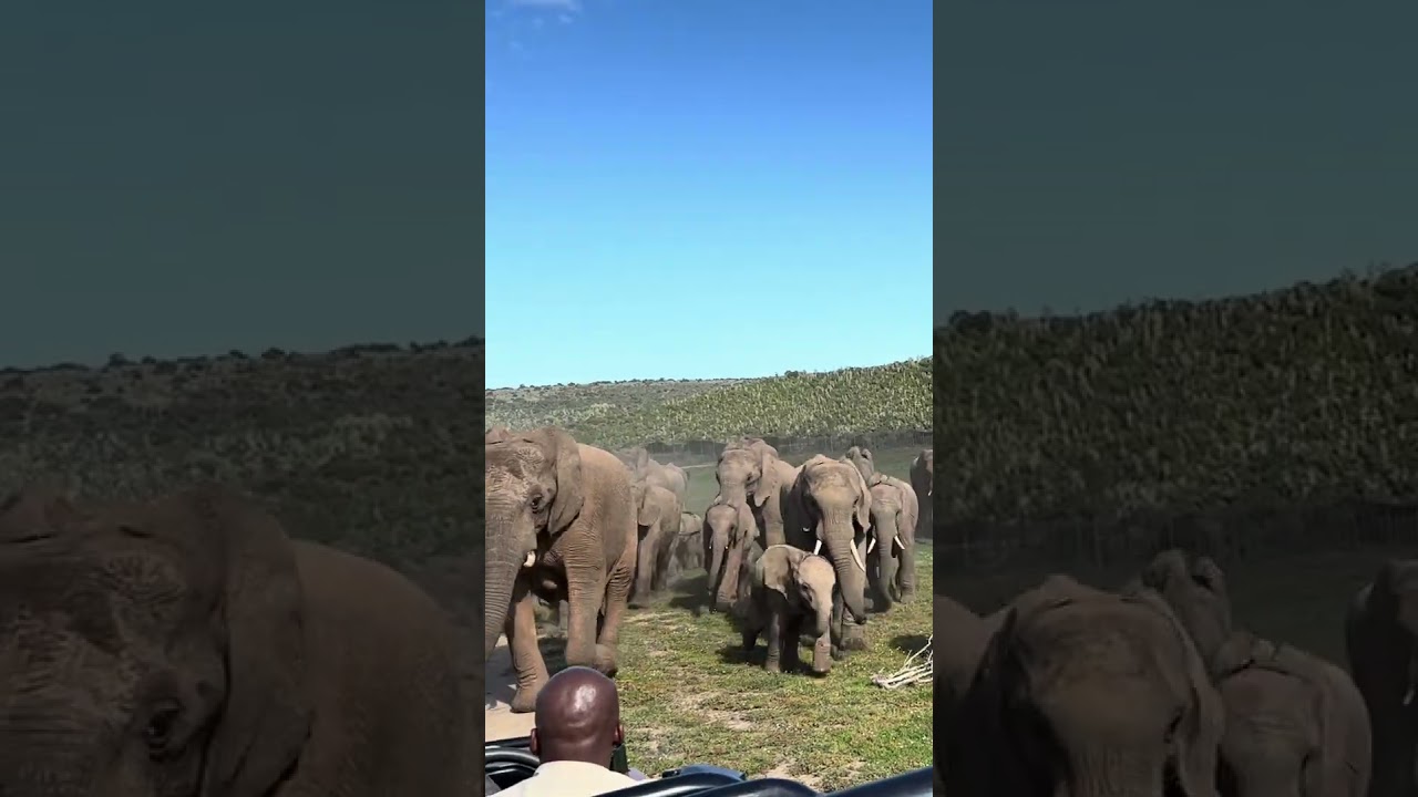 Elephant Stampede🐘