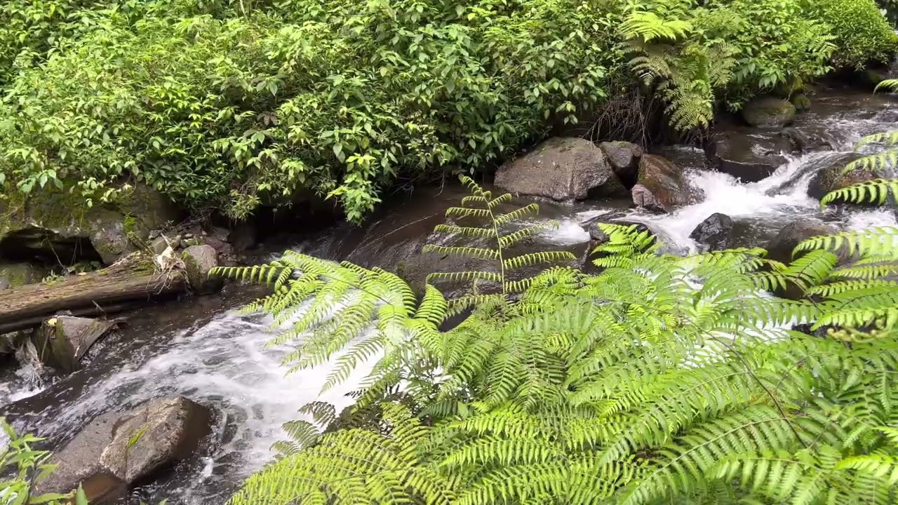 Soothing water sounds, forest stream 