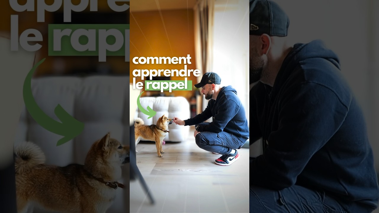 Comment APPRENDRE le RAPPEL &agrave; votre chien ?