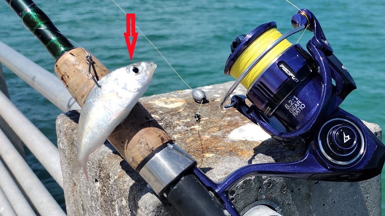 Fort Desoto Fishing Pier Never Disappoint! Using My favorite Bait