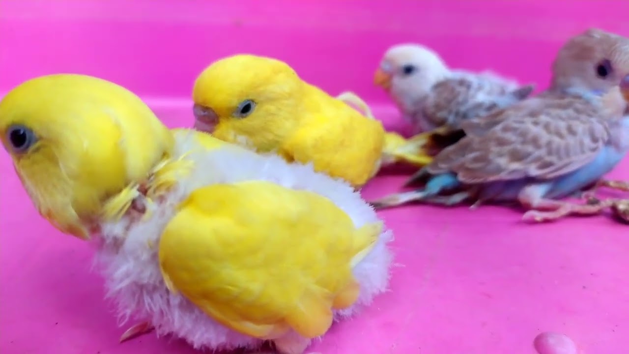 #Birds