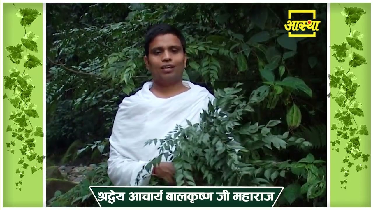 क्या आप जानते है इस मीठे नीम के गुणों के बारें में || Acharya Balkrishna ||