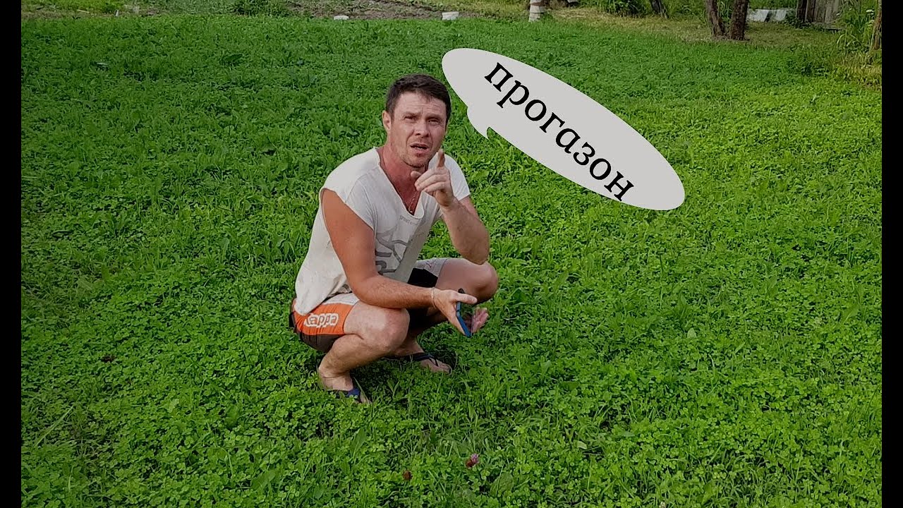 ШОК!!! ГАЗОН РАСТЕТ САМ ПО СЕБЕ