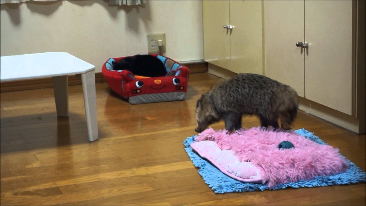 叫ぶたぬき、無視するネコ