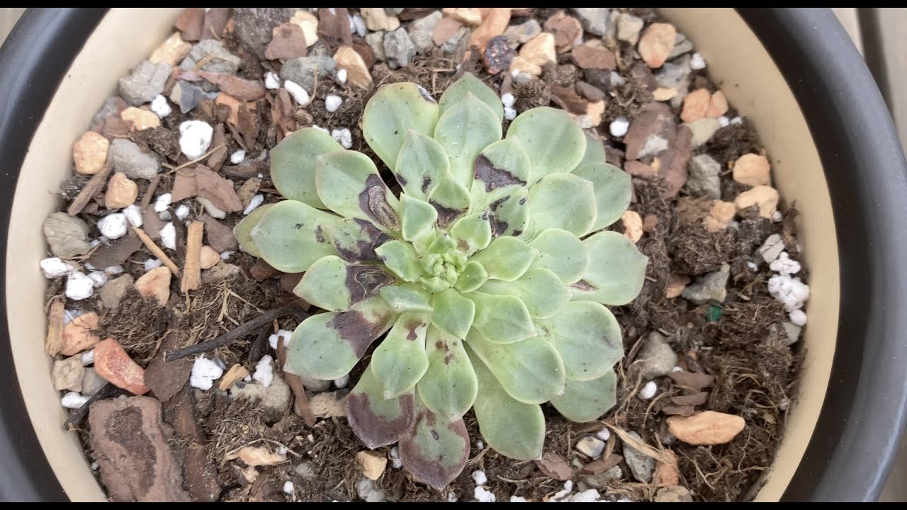 How to treat succulent sunburn