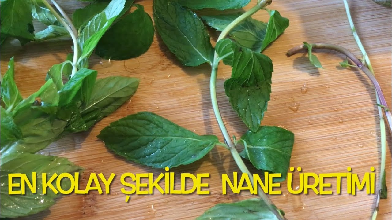 EN UCUZ VE EN ÇABUK NANE ÜRETİMİ