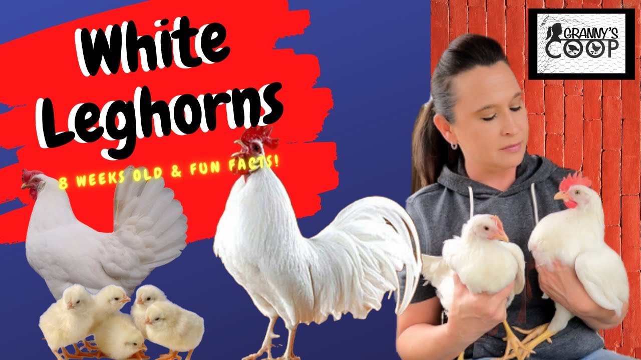 White Leghorn~ 8 week old Pullet and Cockerel
