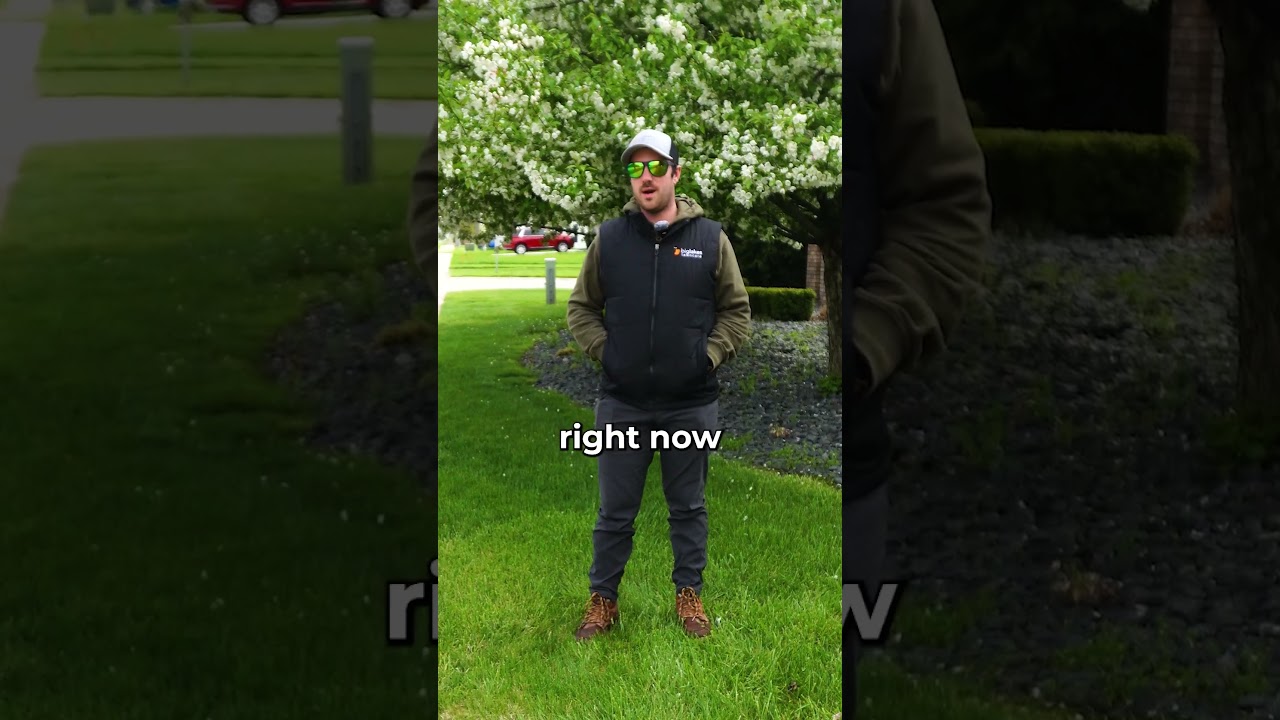 Why Bentgrass Turns Dry & Brown!