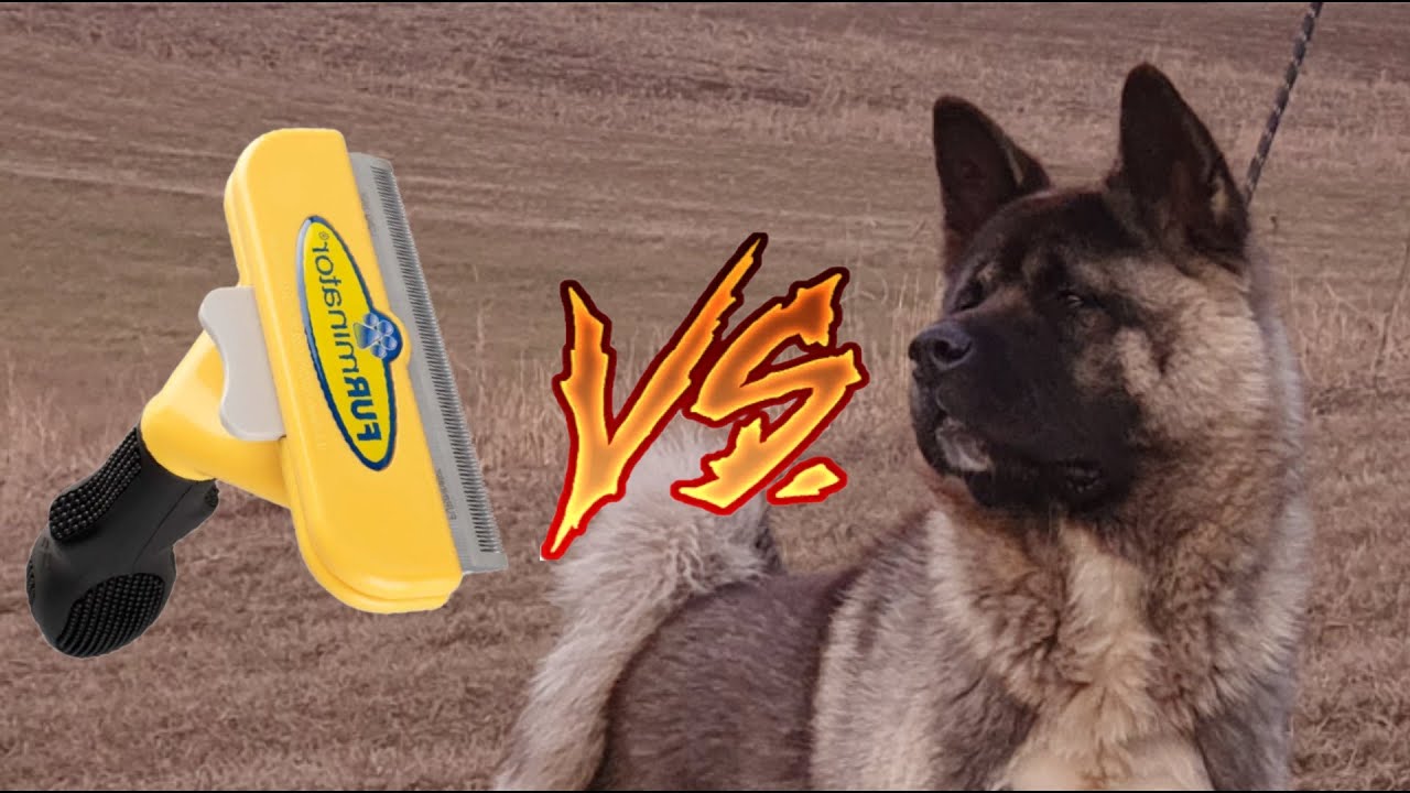 American Akita puppies meet the Furminator shedding tool