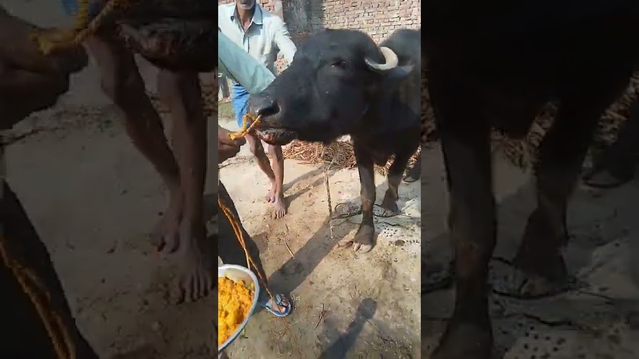 nose piercing of Buffalo and cow गाय भैंस नाथने का आसान तरीका