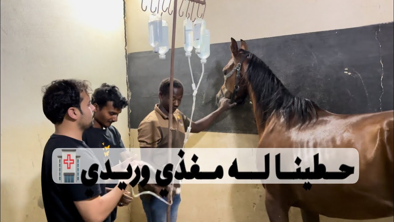فلوق🌟تعويض وريدي🩸+الحصان مايتقبل الفراشه💉😢🐎.