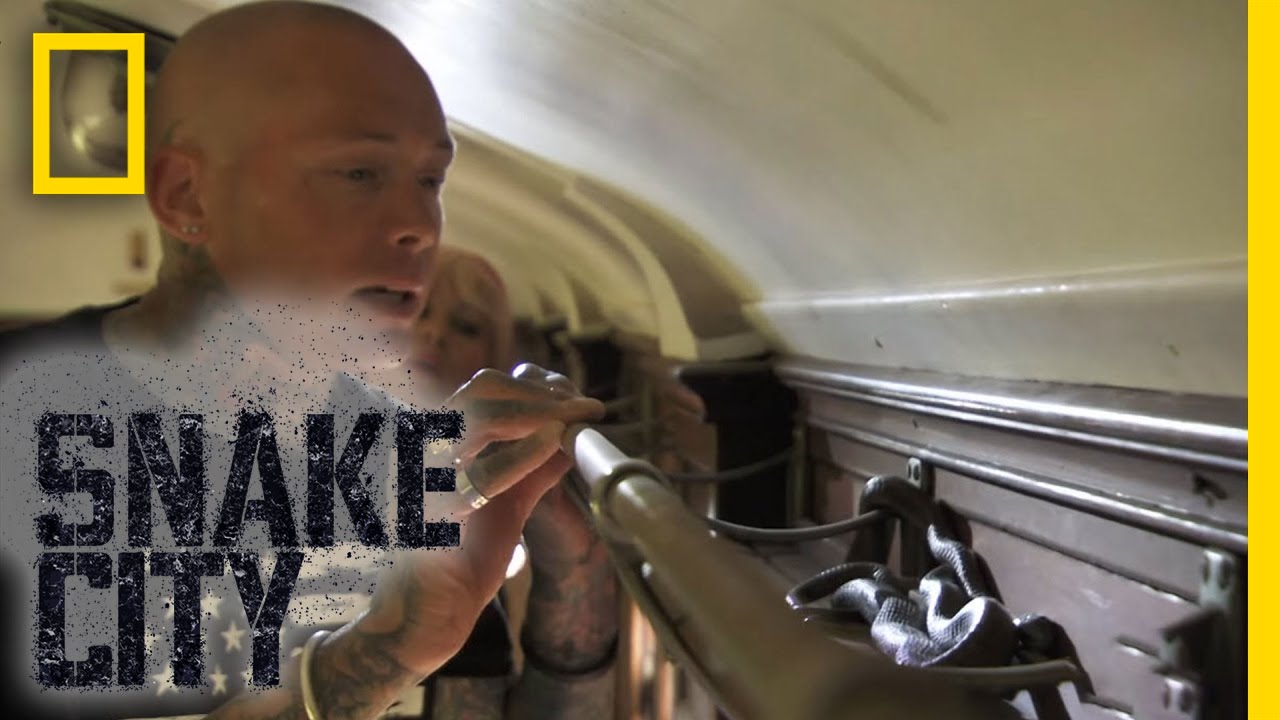 Boomslang on a Train | Snake City