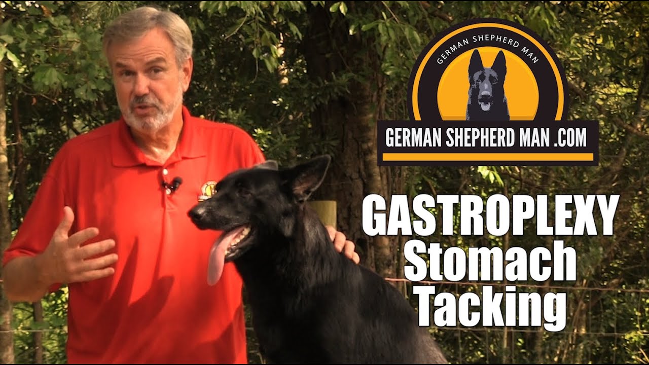 How to stop your dog's stomach from FLIPPING