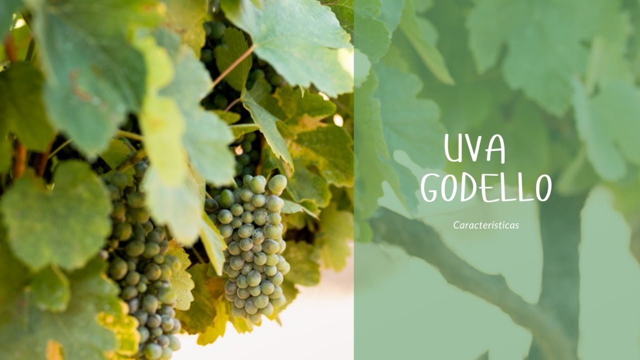 Godello, una variedad bien reconocida!