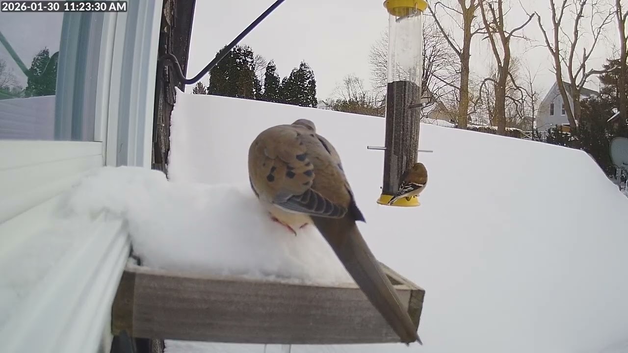 Daily Birdfeeder Highlight Reel (Friday)