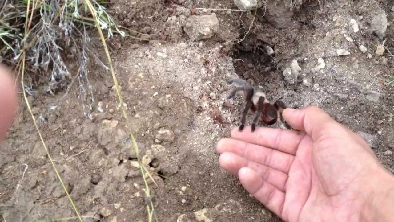 Observing Tarantulas in Their Natural Habitat