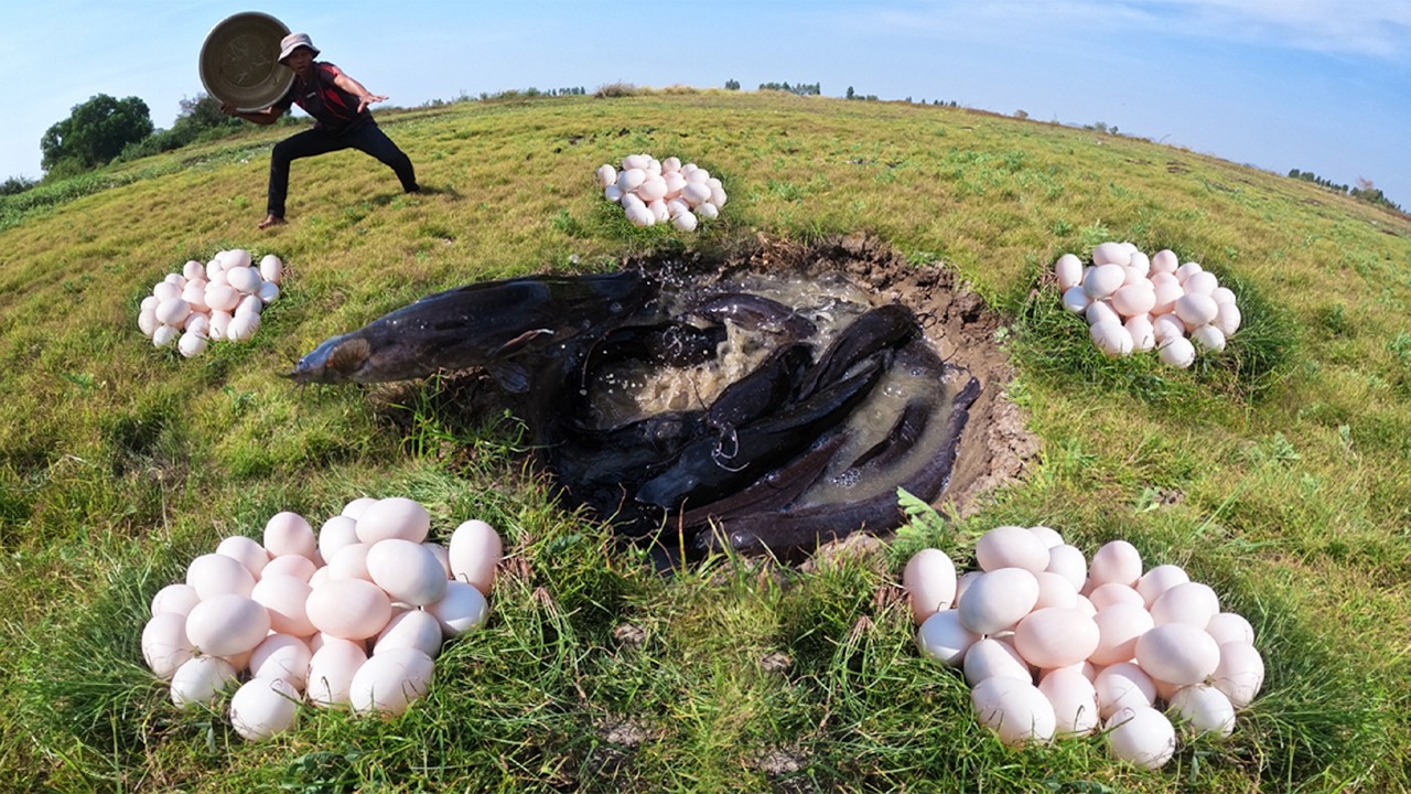 Amazing Skills Fishing - catch a lot of fish and pick eggs in meadow in pool at dry season by hand