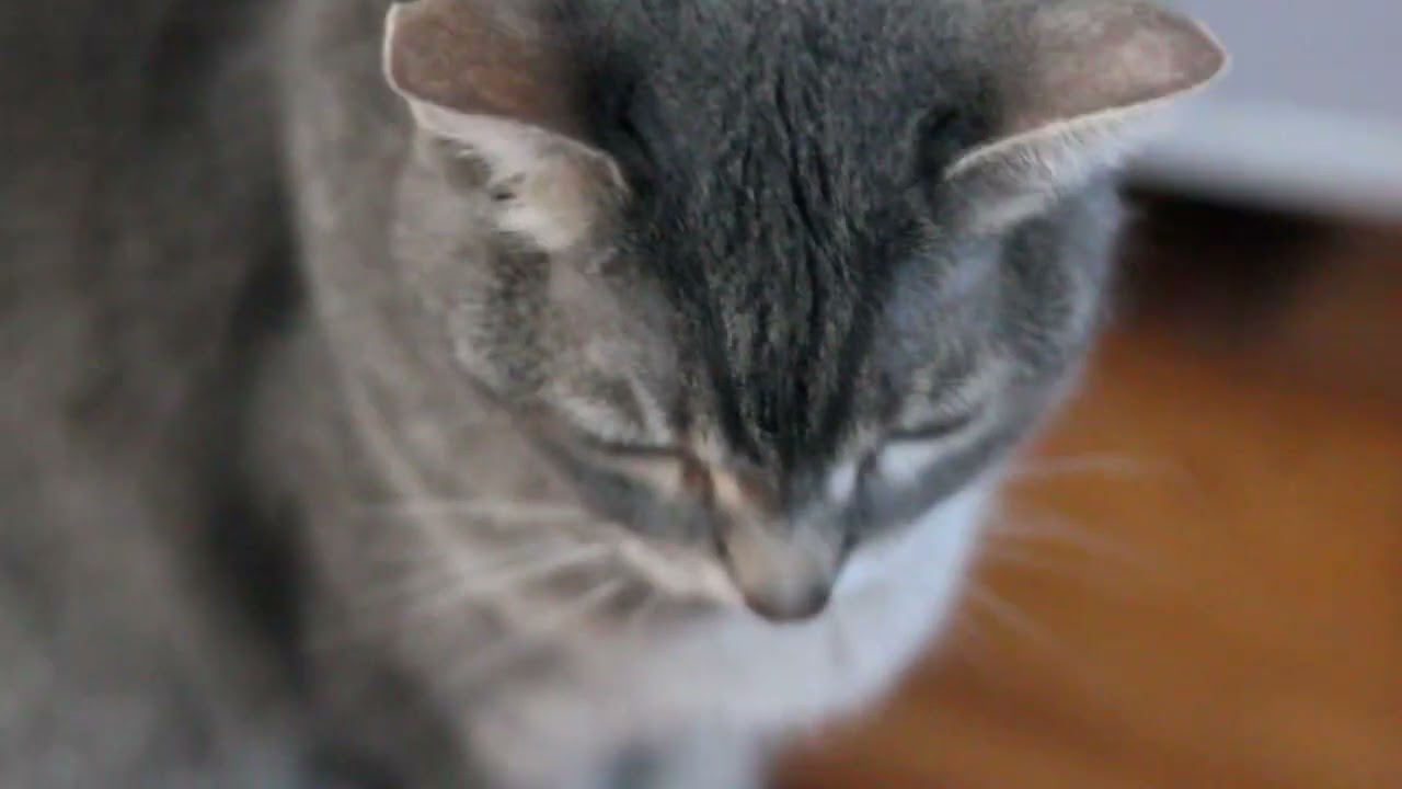 Savannah 1080p Canon T2i EOS100mm(2.8 30fps) Video Test 6400iso