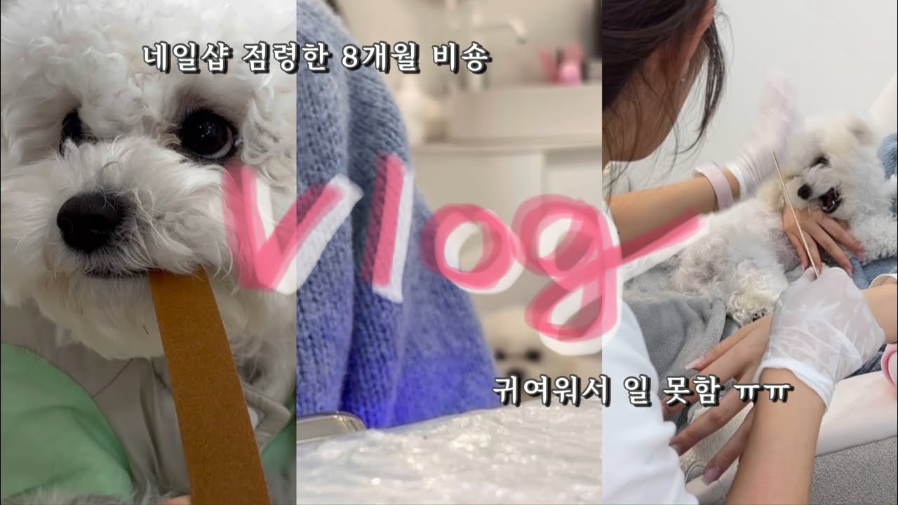 [SUB] 8개월 아기 비숑과 출근하는 네일샵 일상  Going to work with my little Bichon 홍대네일샵, 시럽그라