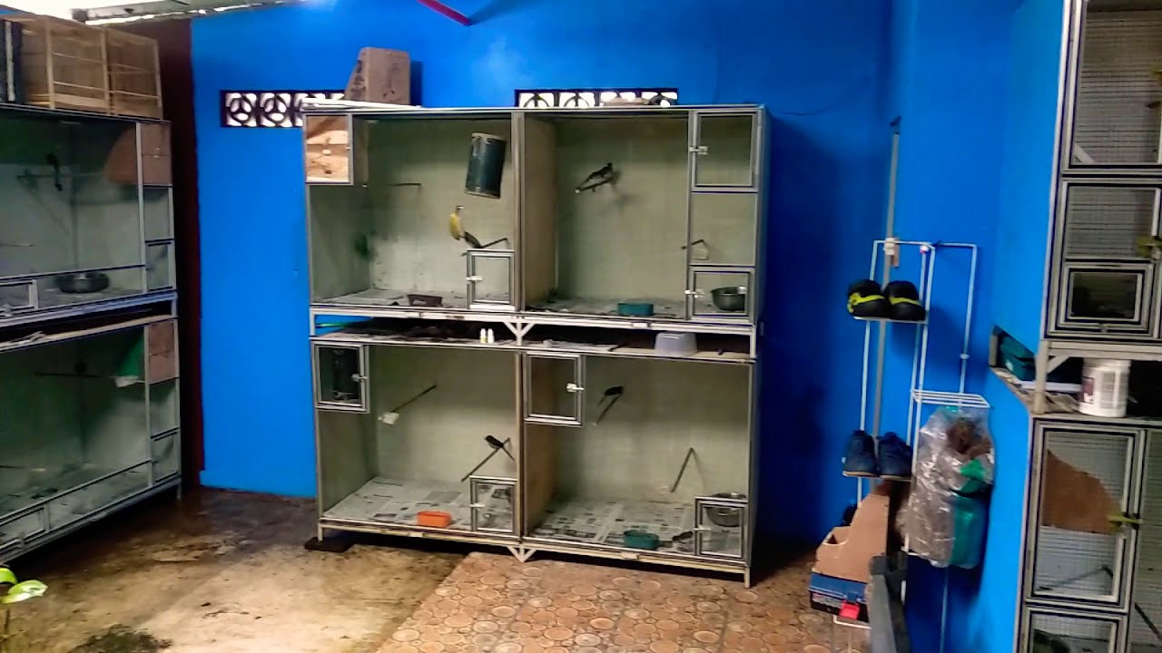 Ternak Murai Batu Ekor panjang di kandang minimalis produksi lancar hemat tempat dan biaya..