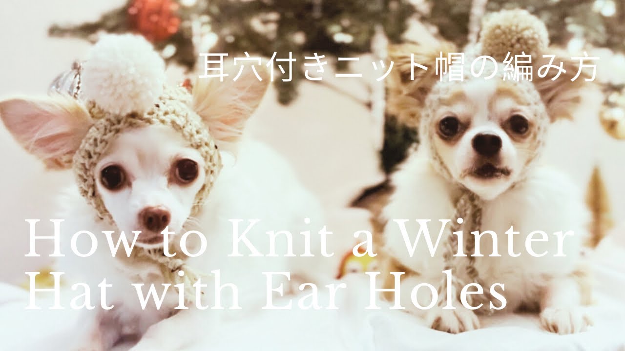 1時間以内で編める！初心者向けペット用耳穴付きニット帽の作り方！