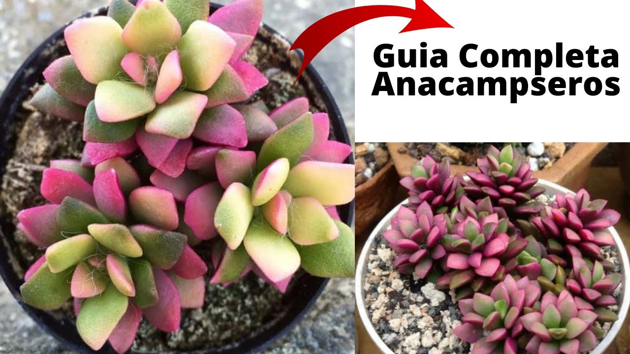 Planta De Coleccion ANACAMPSEROS TODO SOBRE ELLA