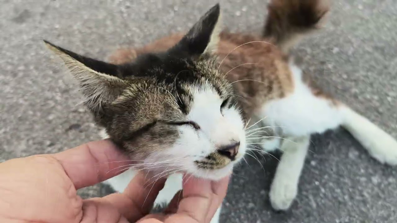 Making furry friends today... 🐈 🐈