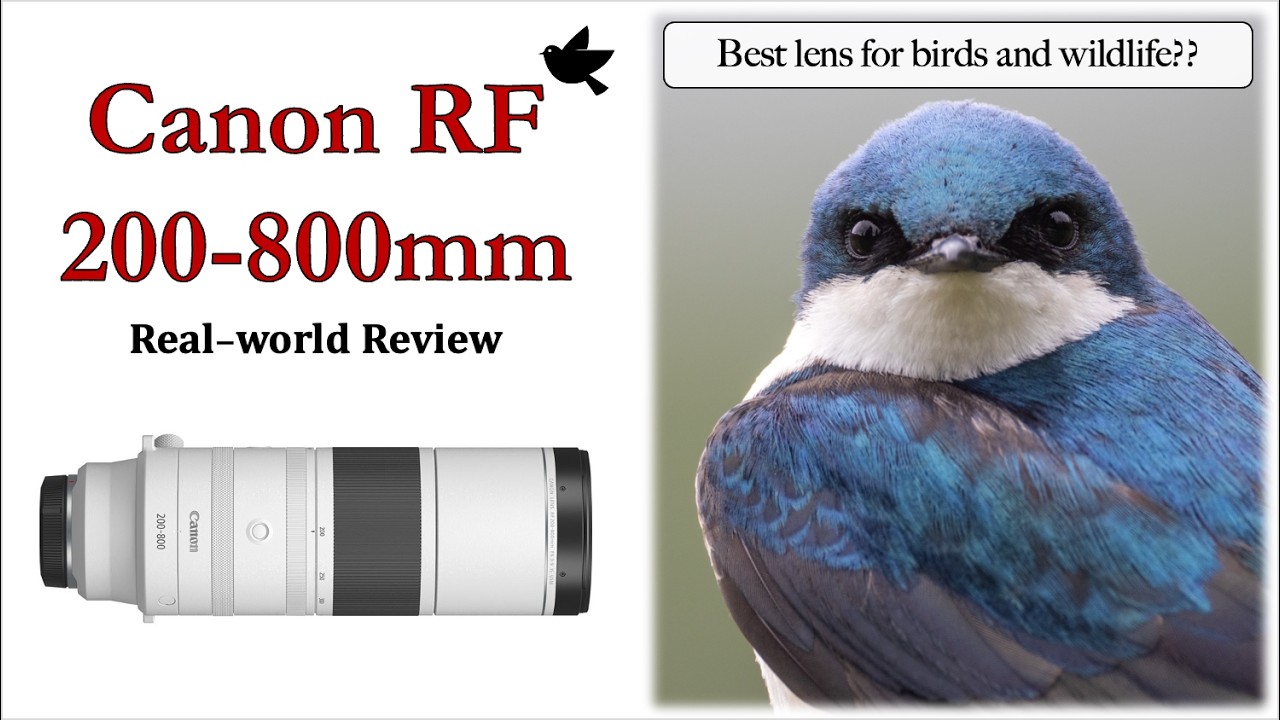 Canon RF 200-800mm Real-world Review - Best Lens for Birds and Wildlife?