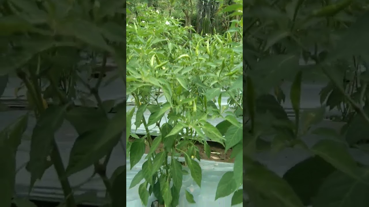 Cabe rawit hijau jenis pelita usia 90 hst memasauki panin ke 2