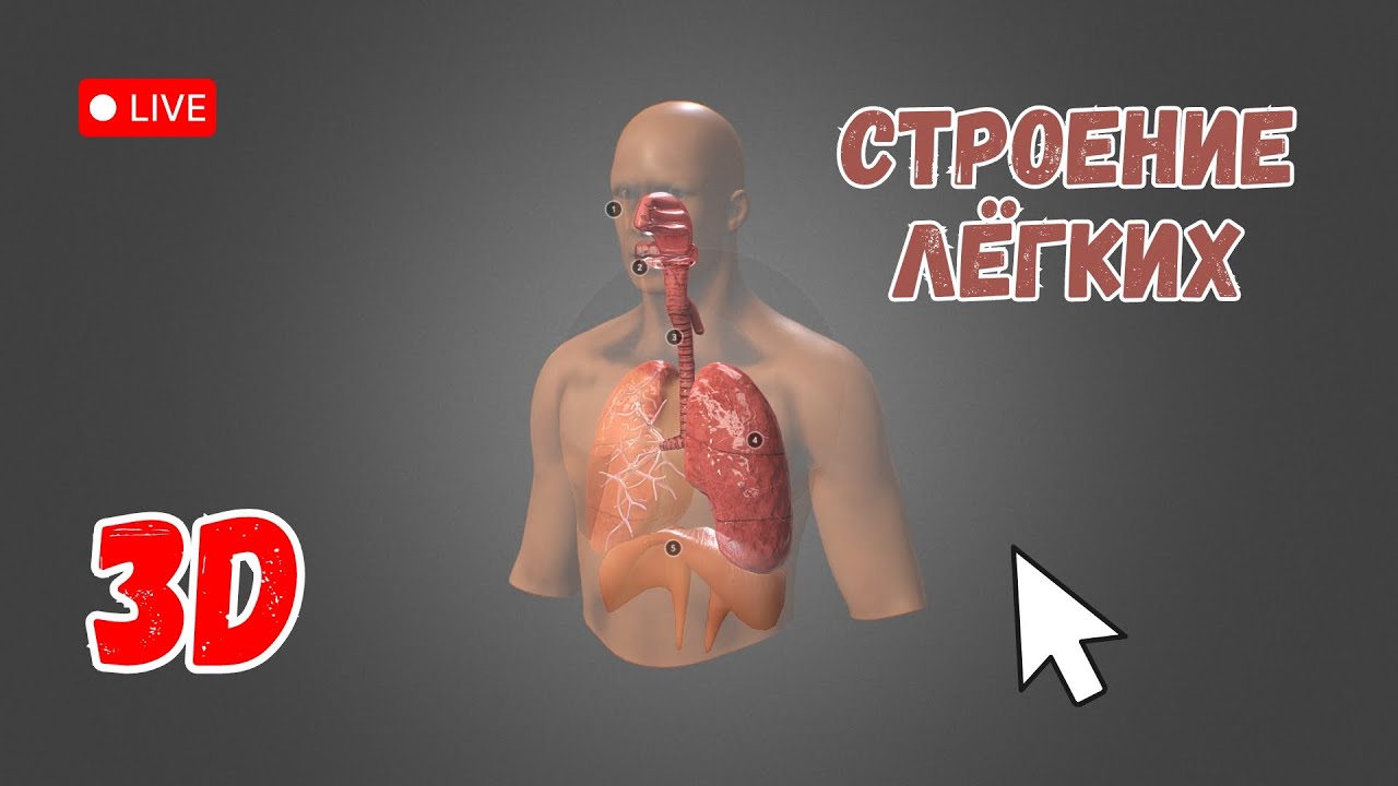 Строение лёгких и дыхательной системы. Изучаем в 3D
