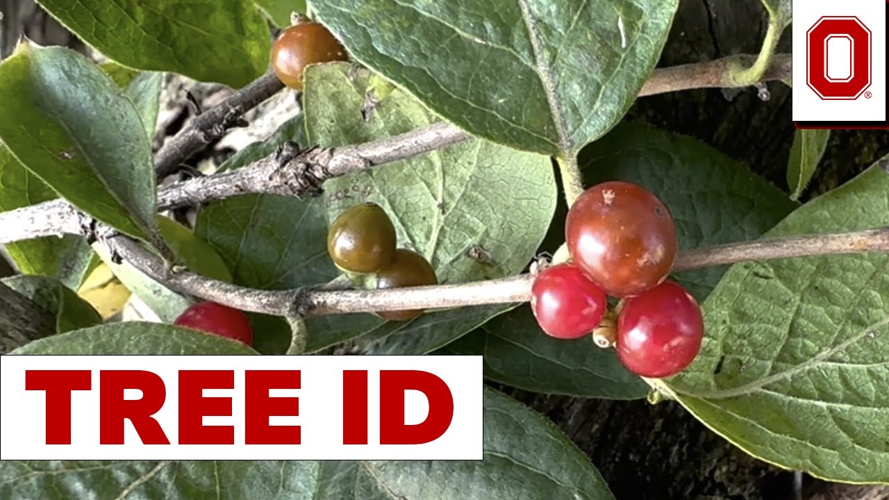 Tree ID: Amur Honeysuckle