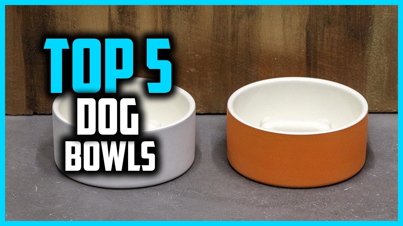 ✅Top 5 Best Dog Bowls for 2025