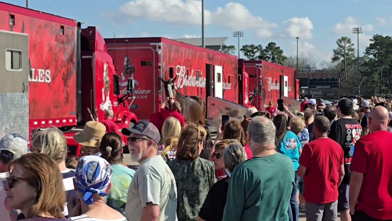 Budweiser Clydesdales in Lafayette La (watch til the end)