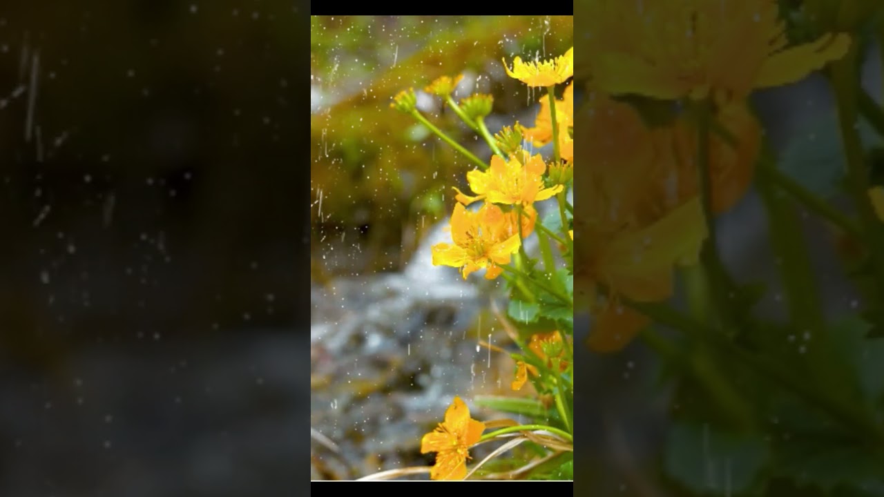 Natural forest - bugs - Heavy Rain and Thunder Sounds  #rain #rainsounds #healingrain
