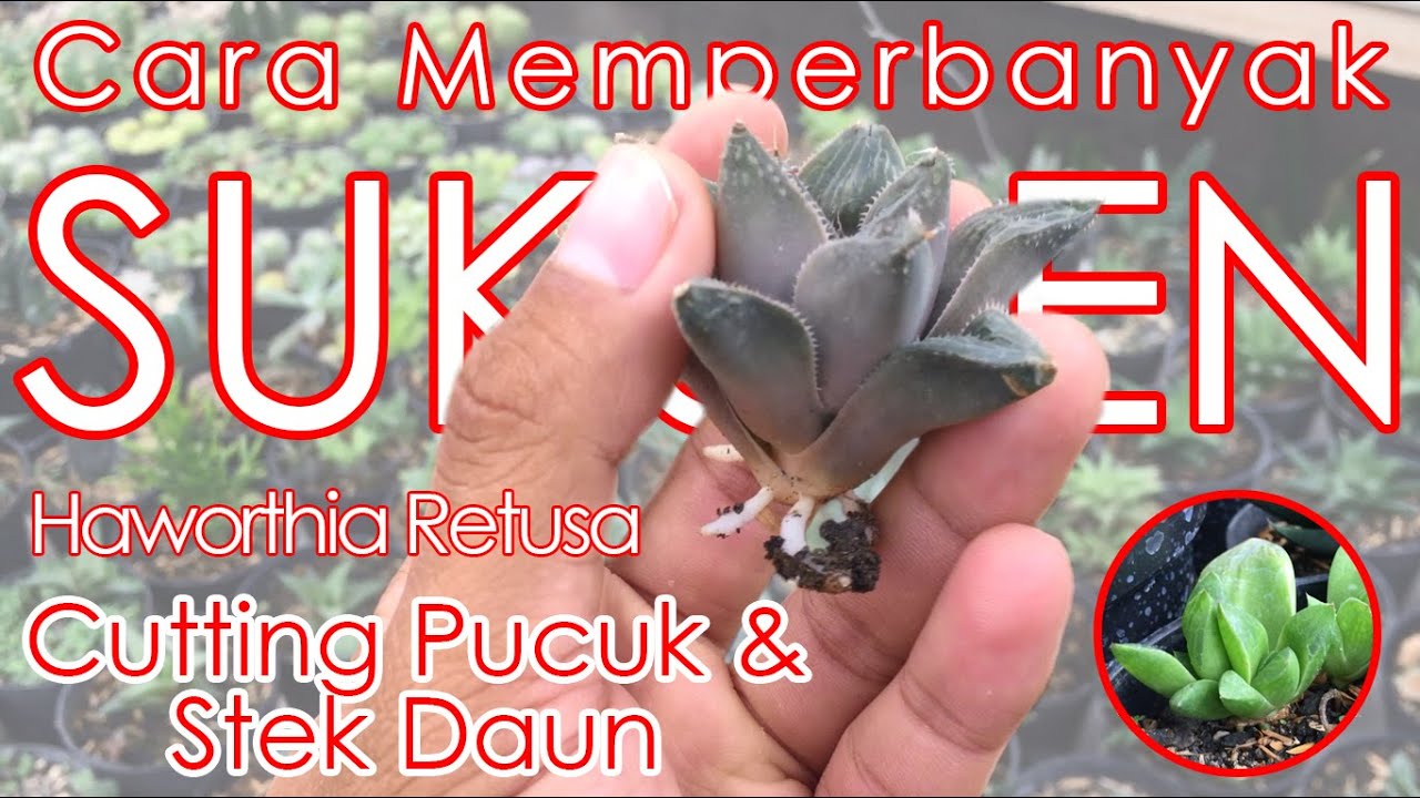 Cara Memperbanyak Sukulen Haworthia Retusa dari Cutting Pucuk dan Stek Daun