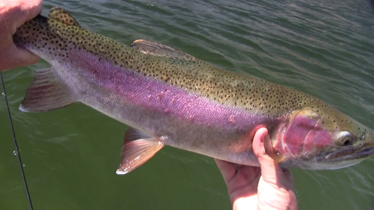 Dry fly action...Stillwater Rainbows