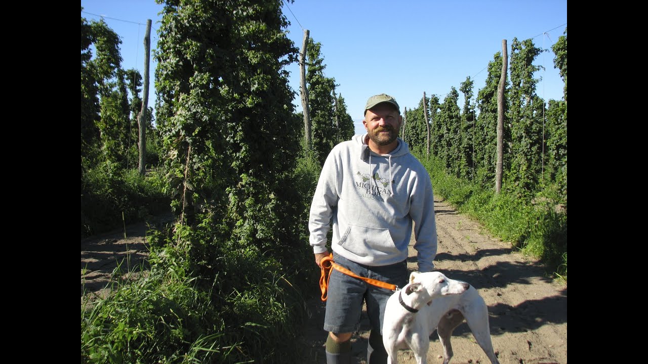 Low-Trellis, Organic Hops Production - Brian Tennis, MI